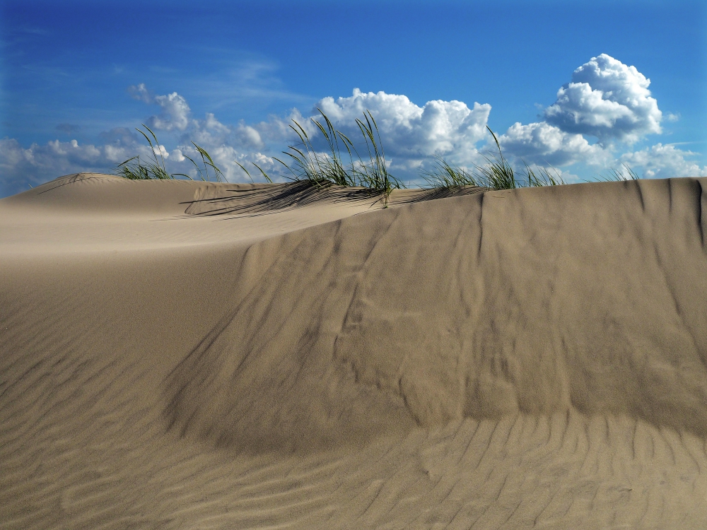 Danish Dunes | UU-Fotografie – Ulrike Unterbruner